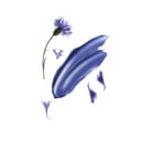 KLORANE SHAMPOO CENTAUREA 200 ML