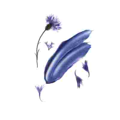 KLORANE SHAMPOO CENTAUREA 200 ML