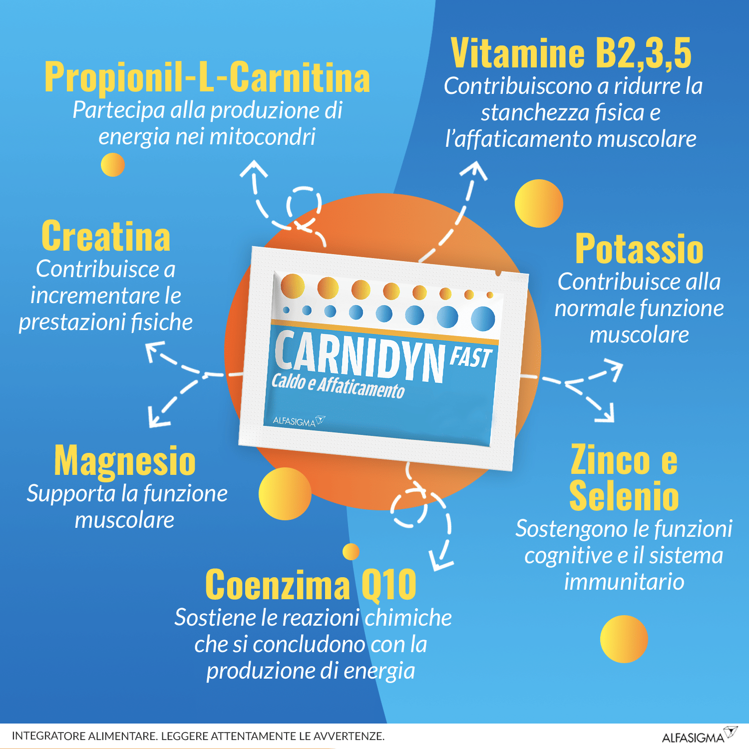CARNIDYN FAST 12 BUSTINE