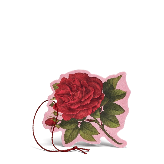 Rosa Purpurea Fiore Profumato Multiuso 1 Pezzo
