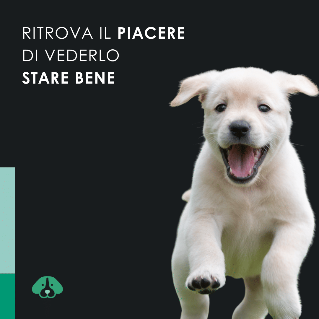 Eusphera CBD OIL DOG - Olio rilassante per cane
