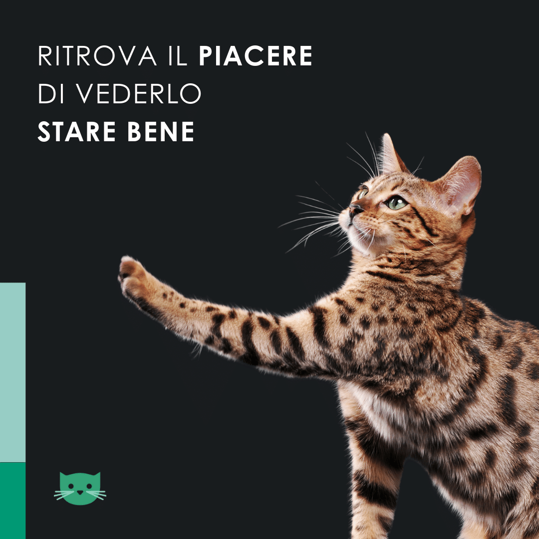 Eusphera CBD OIL CAT - Olio Naturale per Gatti