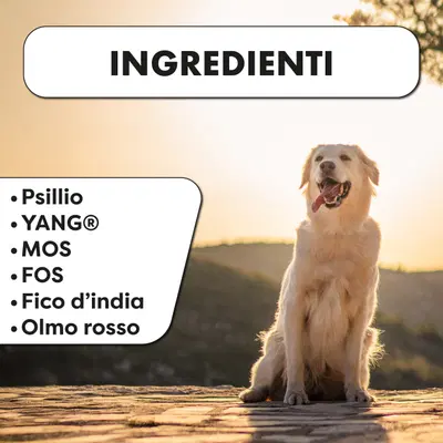 INTESTIBEN 100 G INTESTIBEN 100 G