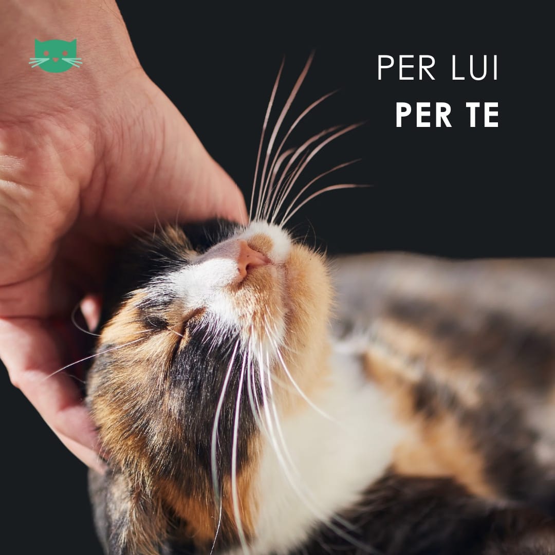 Eusphera CBD OIL CAT - Olio Naturale per Gatti